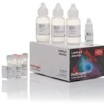 Thermo Fisher Scientific Alexa Fluor 555 Tyramide SuperBoost Kit, goat anti-mouse IgG