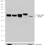 Thermo Fisher Scientific Goat anti-Human IgG (Heavy chain) Superclonal Secondary Antibody, HRP