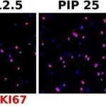 Thermo Fisher Scientific Goat anti-Mouse IgG (H+L) Cross-Adsorbed Secondary Antibody, Alexa Fluor 594