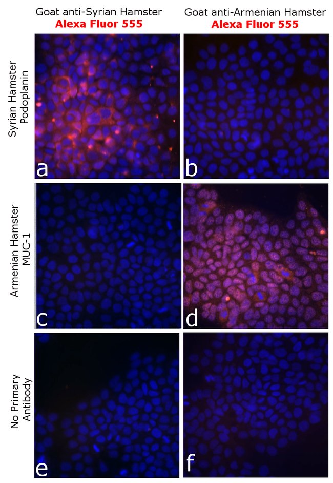 Thermo Fisher Scientific Goat anti-Syrian Hamster IgG (H+L) Highly Cross-Adsorbed Secondary Antibody, Alexa Fluor 555