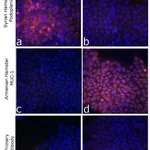 Thermo Fisher Scientific Goat anti-Syrian Hamster IgG (H+L) Highly Cross-Adsorbed Secondary Antibody, Alexa Fluor 555