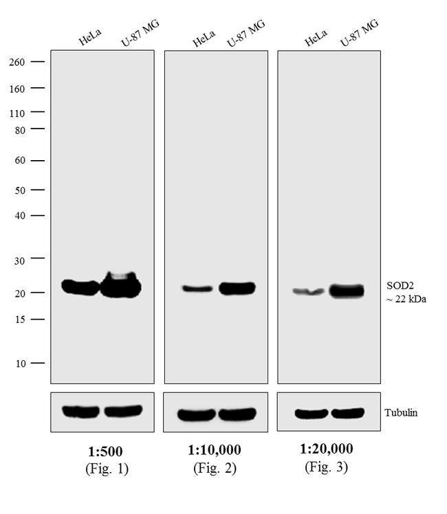 Thermo Fisher Scientific Chicken anti-Mouse IgG (H+L) Secondary Antibody, HRP