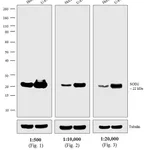 Thermo Fisher Scientific Chicken anti-Mouse IgG (H+L) Secondary Antibody, HRP