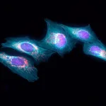 Thermo Fisher Scientific Goat anti-Rat IgG (H+L) Highly Cross-Adsorbed Secondary Antibody, Alexa Fluor Plus 405