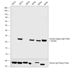 Thermo Fisher Scientific Goat anti-Human Kappa Light Chain Secondary Antibody