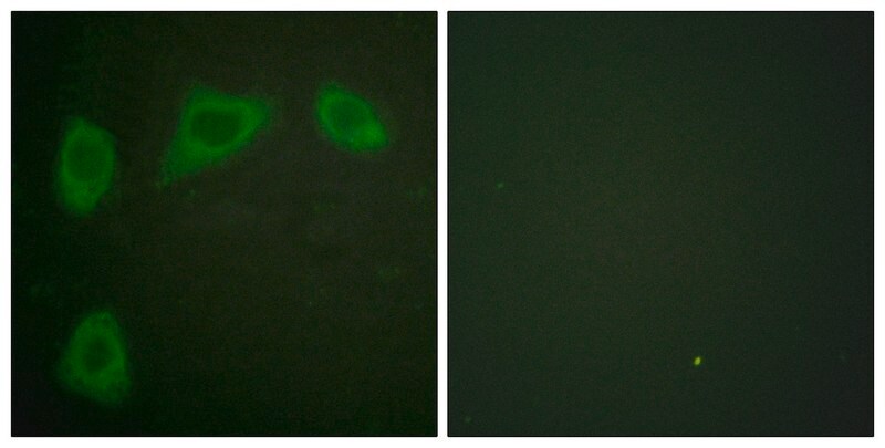 Merck Anti-Caveolin-1 antibody produced in rabbit