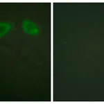 Merck Anti-Caveolin-1 antibody produced in rabbit
