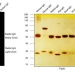 Thermo Fisher Scientific Donkey anti-Rabbit IgG (H+L) Highly Cross-Adsorbed Secondary Antibody, Alexa Fluor Plus 647