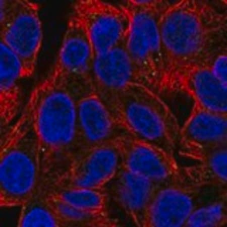 Merck Anti-WDFY2 antibody produced in rabbit