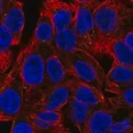 Merck Anti-WDFY2 antibody produced in rabbit