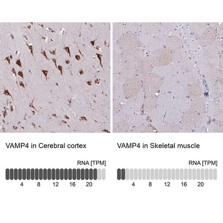 Merck Anti-VAMP4 antibody produced in rabbit