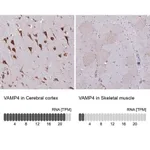 Merck Anti-VAMP4 antibody produced in rabbit
