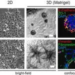 Merck MONOCLONAL ANTI-VIMENTIN, CLONE LN-6