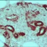 Merck ANTI-MOUSE IGG (WHOLE MOLECULE)