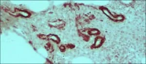Merck ANTI-MOUSE IGG (WHOLE MOLECULE)