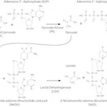 Merck PK/LDH ENZYMES SOLUTION IN 50% GLYCEROL