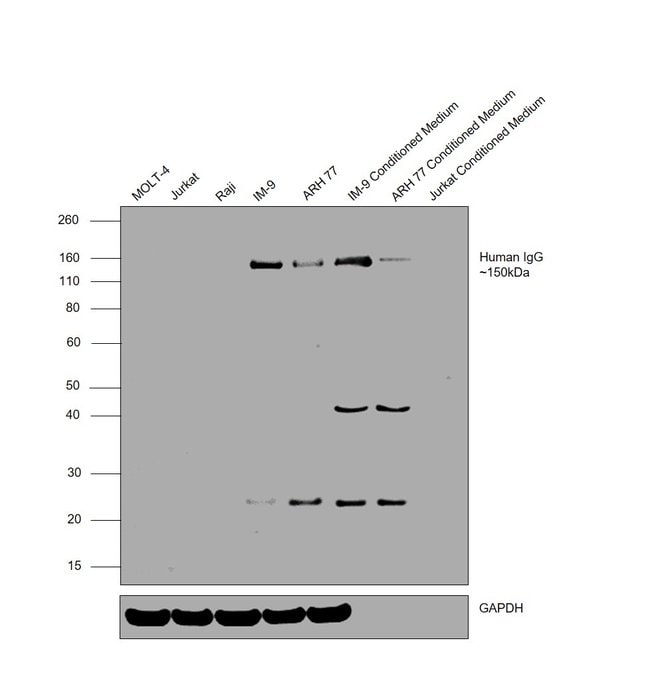 Thermo Fisher Scientific Goat anti-Human IgG F(ab`)2 Secondary Antibody, HRP