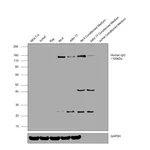 Thermo Fisher Scientific Goat anti-Human IgG F(ab`)2 Secondary Antibody, HRP