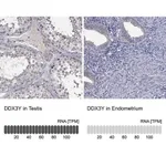 Merck Anti-DDX3Y antibody produced in rabbit