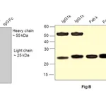 Thermo Fisher Scientific Goat anti-Human IgG Fab Superclonal Secondary Antibody