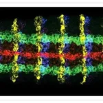 Thermo Fisher Scientific Goat anti-Mouse IgG (H+L) Cross-Adsorbed Secondary Antibody, Alexa Fluor 488