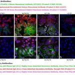 Thermo Fisher Scientific Donkey anti-Human IgG (H+L) Cross-Adsorbed Secondary Antibody, DyLight 594