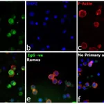 Thermo Fisher Scientific Goat anti-Human IgG (H+L) Secondary Antibody