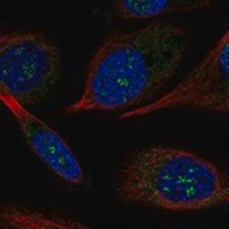Merck Anti-POLR2K antibody produced in rabbit