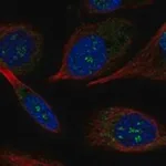 Merck Anti-POLR2K antibody produced in rabbit