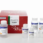 Intron DNA-midi™ GT Plasmid DNA Purification Kit