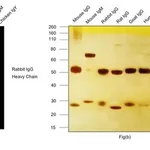 Thermo Fisher Scientific Goat anti-Rabbit IgG (H+L) Highly Cross-Adsorbed Secondary Antibody, Alexa Fluor Plus 555