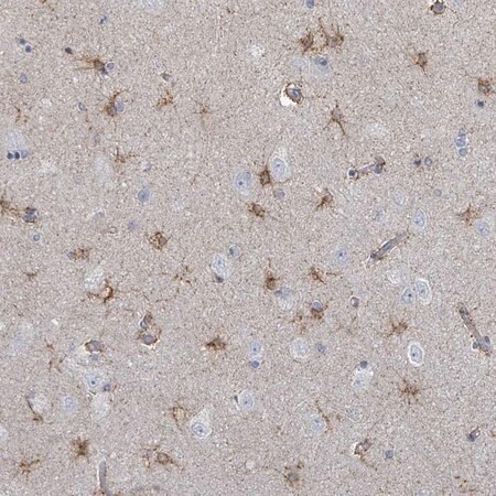 Merck Anti-FAM210A antibody produced in rabbit