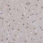 Merck Anti-FAM210A antibody produced in rabbit