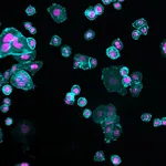 Thermo Fisher Scientific Goat anti-Human IgG (H+L) Cross-Adsorbed Secondary Antibody, Alexa Fluor Plus 405