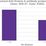 Merck MOUSE MONOCLONAL ANTI-PROTEIN A, CLONE &
