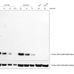 Thermo Fisher Scientific Rat anti-Mouse IgG (H+L) Secondary Antibody, HRP