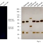 Thermo Fisher Scientific Goat anti-Rabbit IgG (H+L) Highly Cross-Adsorbed Secondary Antibody, Alexa Fluor 790