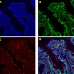 Thermo Fisher Scientific Donkey anti-Goat IgG (H+L) Cross-Adsorbed Secondary Antibody, Alexa Fluor 555