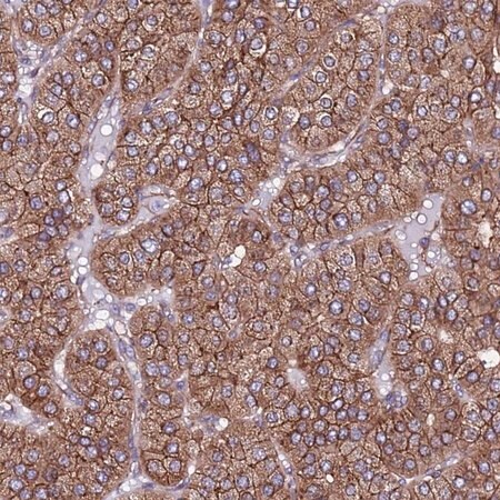 Merck Anti-EI24 antibody produced in rabbit