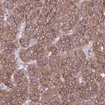 Merck Anti-EI24 antibody produced in rabbit