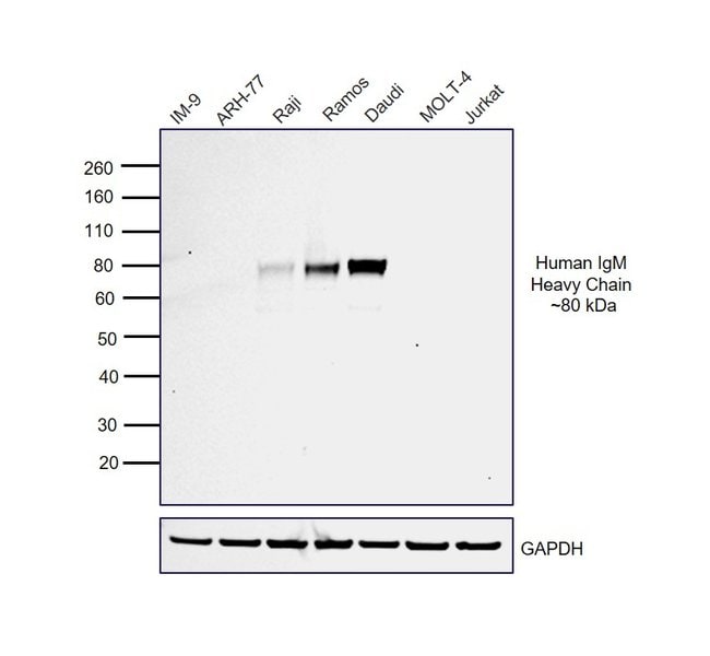 Thermo Fisher Scientific Rabbit anti-Human IgM (Heavy chain) Secondary Antibody, HRP