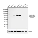 Thermo Fisher Scientific Rabbit anti-Human IgM (Heavy chain) Secondary Antibody, HRP