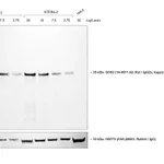 Thermo Fisher Scientific Rabbit anti-Rat IgG (H+L) Secondary Antibody, HRP