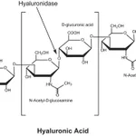 Merck HYALURONIDASE TYPE VI-S