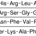 Merck CALCITONIN GENE RELATED PEPTIDE FRAGMEN&