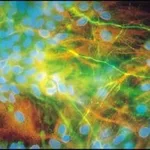 Merck RABBIT ANTI-NEUROFILAMENT 200