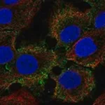 Merck Anti-C1ORF68 antibody produced in rabbit