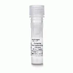 Thermo Fisher Scientific Episomal iPSC Reprogramming Vectors