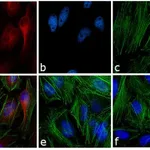 Thermo Fisher Scientific F(ab`)2-Goat anti-Mouse IgG (H+L) Cross-Adsorbed Secondary Antibody, Alexa Fluor 633