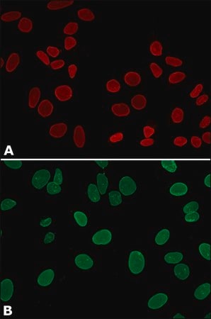 Merck Anti-Lamin A, mature antibody, Mouse monoclonal